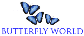 www.butterflyworld.com